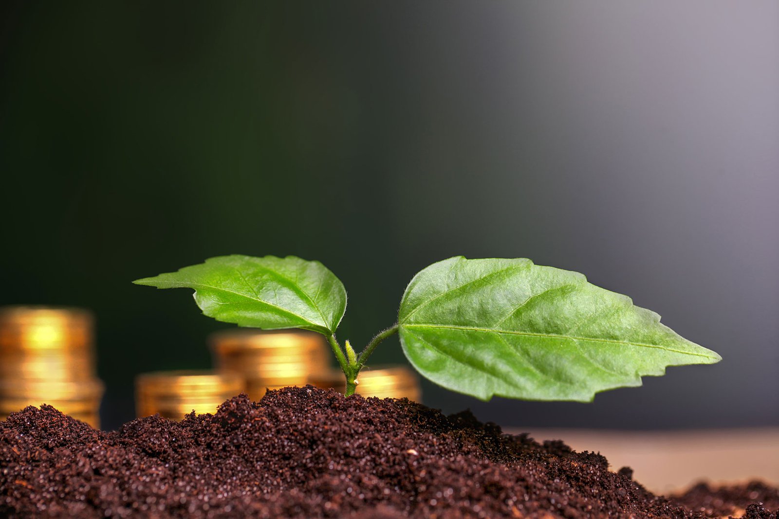 coins-in-soil-with-young-plant-money-growth-conce-2023-11-27-05-13-17-utc